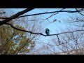 20120209カワセミ:Alcedo atthis その6.MPG