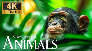Survive Untamed Animals 4K 🐵 Exploring Diverse Ecosystems & Fascinating Creatures With Relax Music