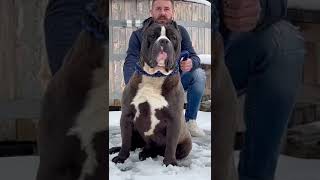 Big Boy Panda