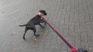 Hunting Dogs Gamebred Game Gameness Quarry Hunters Or Canine Gladiators. Estacado Patterdale Terrier