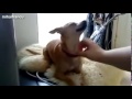 dogs