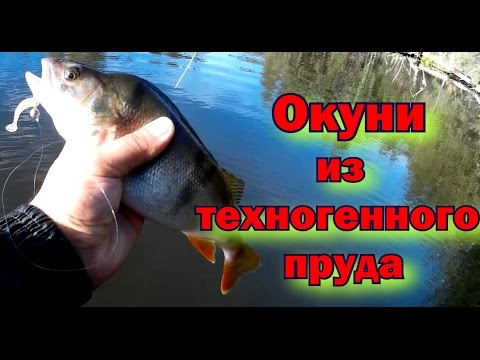 ловля окуня на отводной поводок на водохранилище ловля окуня на отводной поводок на водохранилище