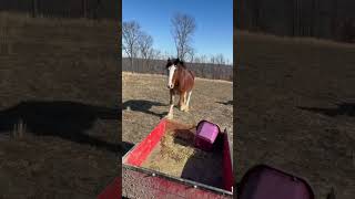 Rescued Clydesdale Enjoying Life. He Has Come So Far! #Shorts #Horse #Clydesdale #Rescue #Equine