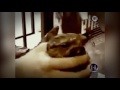 10 Mysterious Giant Creatures Caught on Tape