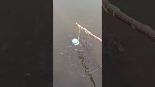 How To Make A Fish Trap With Plastic Bottle - Awesome Life Hacks