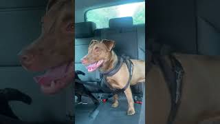 Patterdale Terriers Excited To Be In The Car
