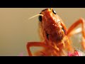 Grasshopper Eats Cactus. Nikon D90 Video with Lester A. Dine.