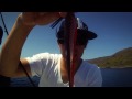 FACE DOWN BASS UP: San Clemente Island - CALICO BASS