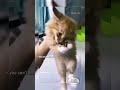 FAN MADE Dusty🗣Dubs Cat Compilation 1