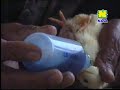 image Cara Sukses Budidaya Ayam Pedaging Broiler 081225999901