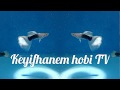 Hobihanem den keyifhaneme süper transfer Red Tail big ear