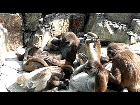 ケナガクモザル。Long-haired Spider Monkey．