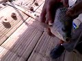 Mancing Mania Strike Nila Jati Luhur images Mancing Mania Strike Nila Jati Luhur