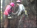 redwood