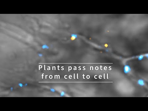 Plants: RNA notes to self
