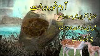 Man Eating Trees Adam Khore Darkht Mysteries Of Trees Story