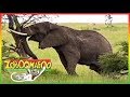βΆ Zoboomafoo Full Episodes 234 - Talk To Me - Zoboomafoo Kratt Brothers For Kids