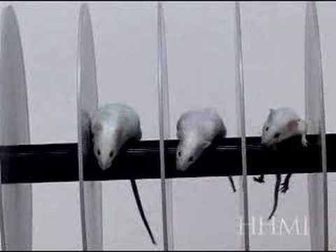 Siberian mice 41 wmv for mac