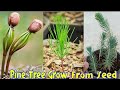 How To Grow Pine Tree From Seed At Home | Easiest Method To Grow Pine Plant Seed