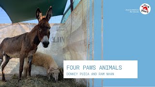 Donkey Puica and ram Nhan | FOUR PAWS | www.four-paws.org