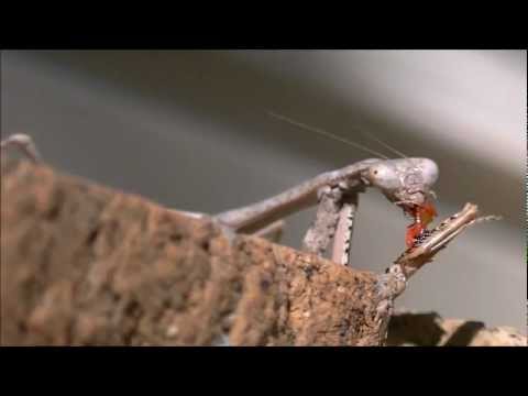 Carolina Mantis, Eating a Ladybug