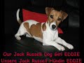 Our Jack Russell Dog Girl Eddie