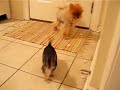 New Chihuahua Puppy meets Bean and Noogie