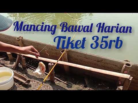 mancing harian ikan bawal,lele,Nila || tiket murah ikan nya campur.
