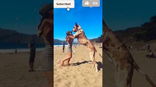 Danger Top 3 Dog Breed In The World