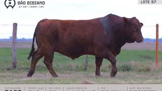 LOTE 57 - TOUROS BRANGUS - LEILÃO VIRTUAL SÃO BIBIANO 2020