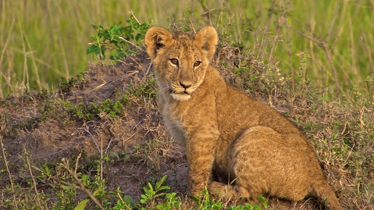 big cats babies in africa Raubkatzenbabies in Afrika YouTube