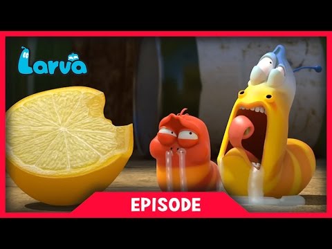 LARVA - LEMON | 2017 Cartoon Movie | Cartoons For Children | 라바 | LARVA Official