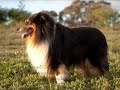 Extreme dog breeding