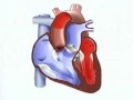 biologia   fisiologia   o coração