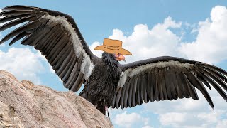 Animal Facts: California Condor