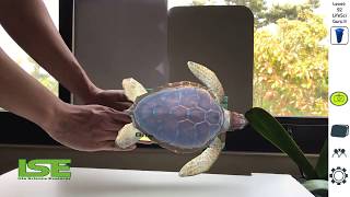 Take the #RecyclingChallenge, Save Marine animals such as the whale, and Support Marine Biology