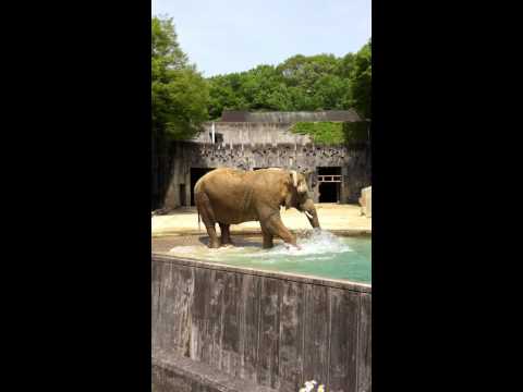 20110504_東山動物園ゾウさんの水浴び．MOV