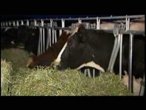 mysore milk dairy