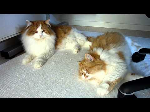 Minella Gingersnap