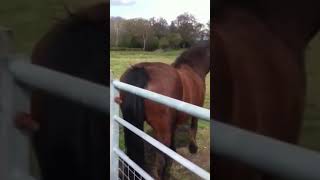 Funny Animals Video Funny Horse Farting Sound