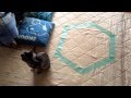 猫転送装置 ・・・我が家のお二人は転送されず ダメッ(乂ω′)