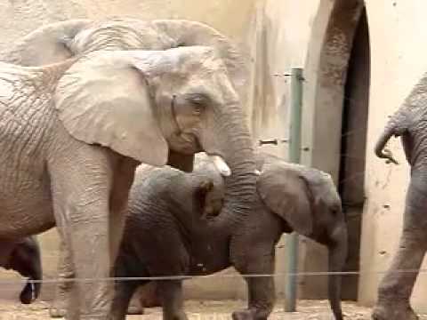 Видео Ебли Слонов