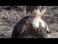 Beaver Cutting Tree Day 24