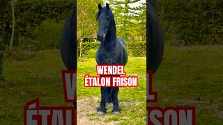 Wendel Friesian Stallion