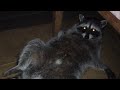 Big Lazy Raccoon - Closeup