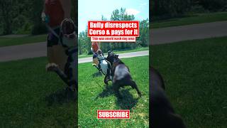 Bully Disrespects Corso & Pays For It