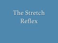 stretch reflex