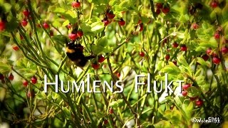 Humlens flukt / Flight of the Bumblebee