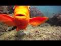 sheephead/garibaldi vs sea urchins