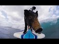 GoPro: Kama The Surfing Pig